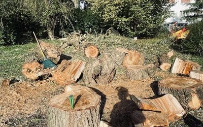 Abattage d’un saule pleureur – Pont-à-Mousson