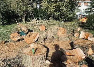 Abattage d&rsquo;un saule pleureur – Pont-à-Mousson