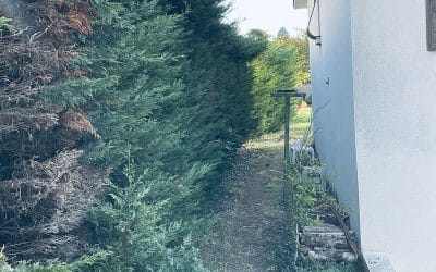 Abattage d’une haie de thuyas