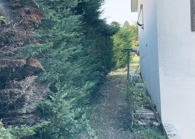 Abattage d&rsquo;une haie de thuyas