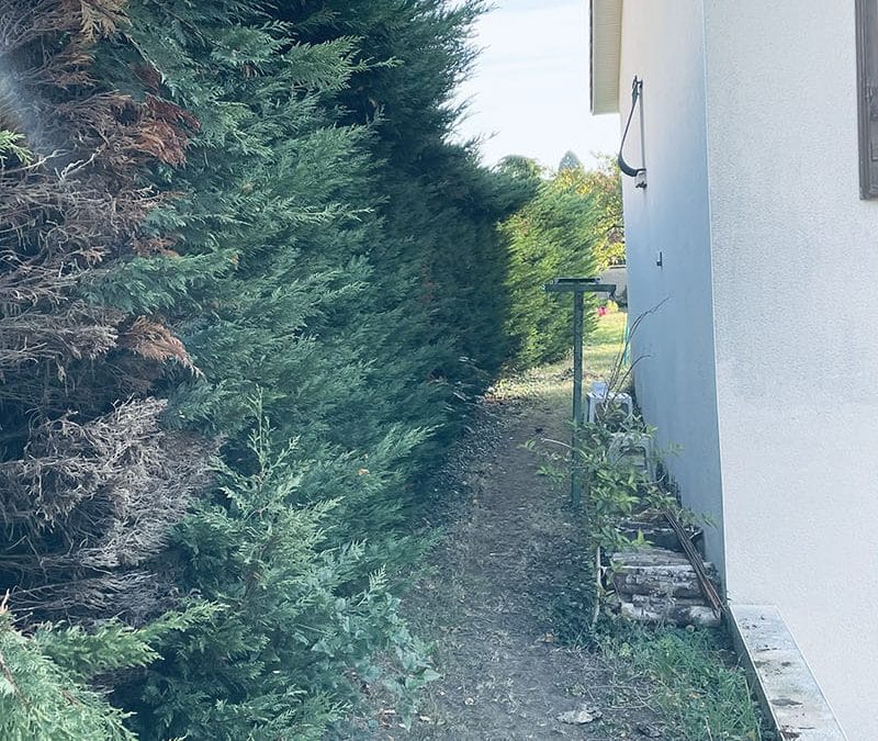 Abattage d&rsquo;une haie de thuyas