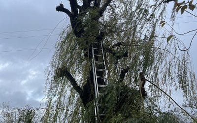 Elagage en tête de chat d’un saule pleureur