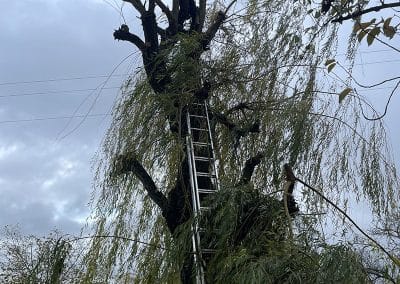 Elagage en tête de chat d&rsquo;un saule pleureur