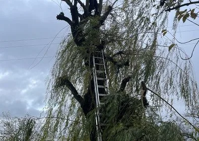 Elagage en tête de chat d&rsquo;un saule pleureur