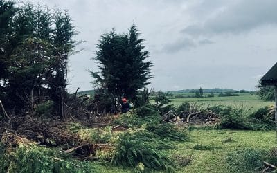 Abattage d’une haie de cyprès