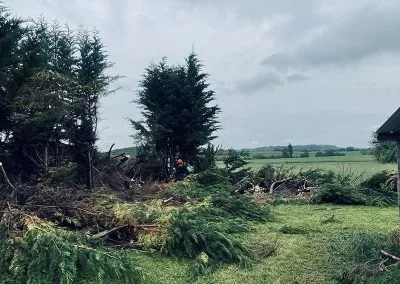 Abattage d&rsquo;une haie de cyprès