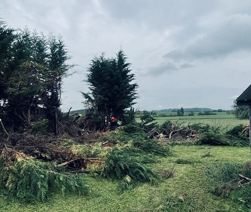 Abattage d&rsquo;une haie de cyprès